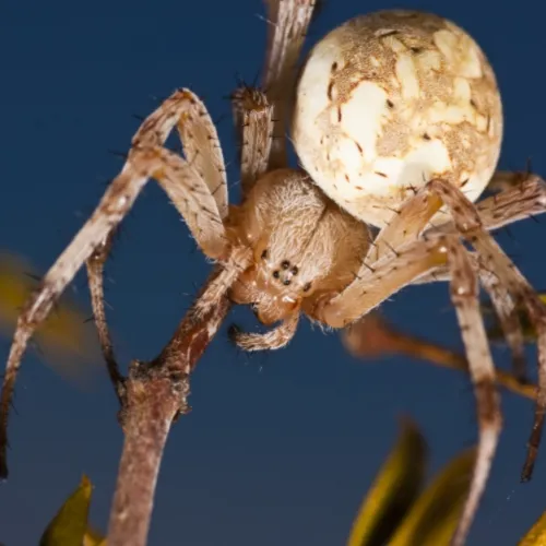 western-orbweaver-500x500.webp