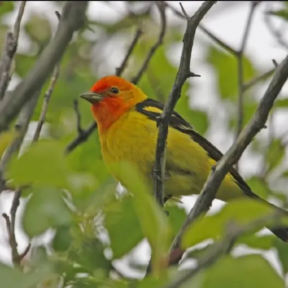 western-tanager-960x960.webp