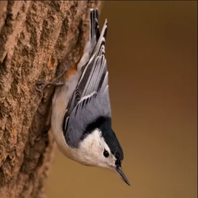 white-breasted-nuthatch-sq.webp
