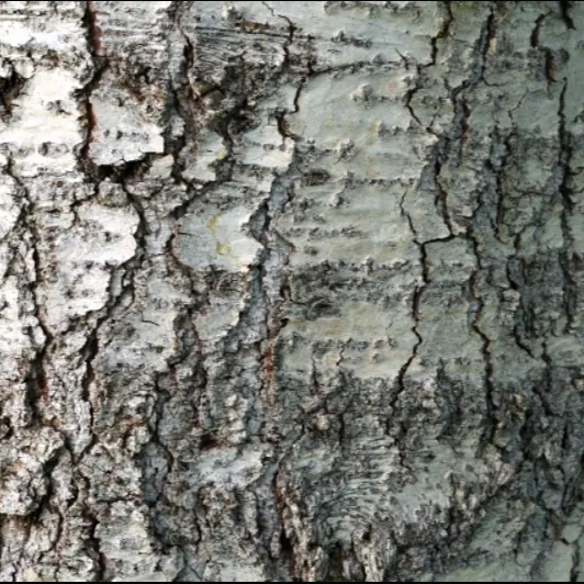 white-fir-bark-532x532.webp