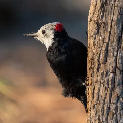 white-headed-woodpecker-220571655-l-123rf-sq.webp