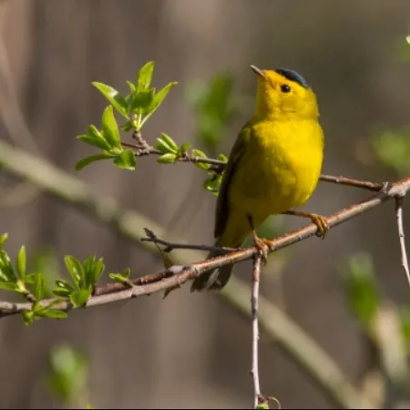wilsons-warbler-450x450.webp