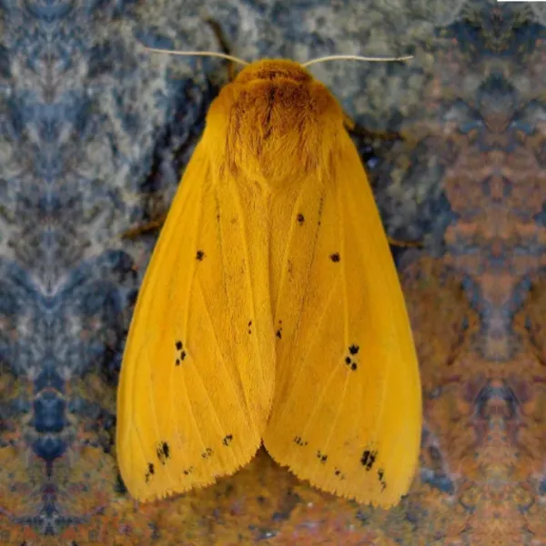 woolly-bear-cat-isabella-tiger-moth-600x600.webp