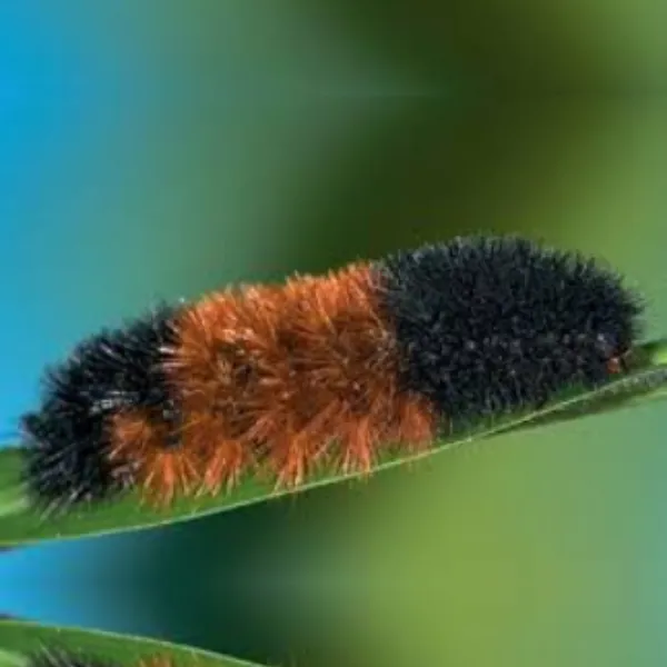 woolly-bear-caterpillar-600x600.webp