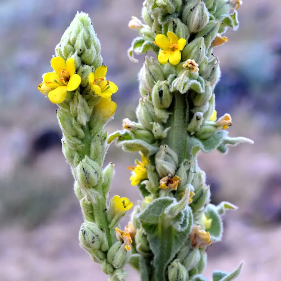 woolly-mullein-500x500.webp