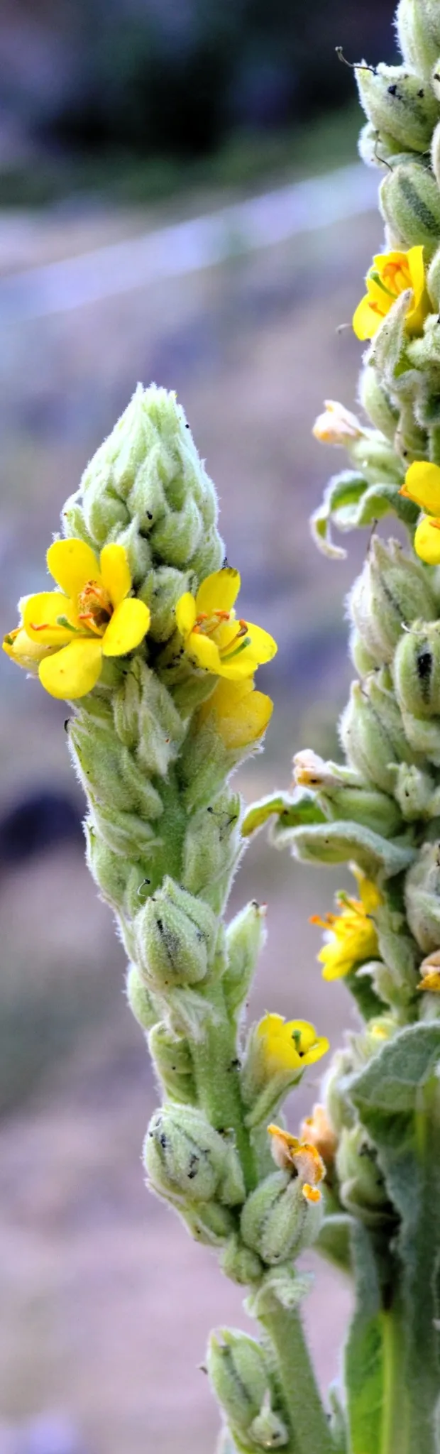 woolly-mullein-cropped.webp