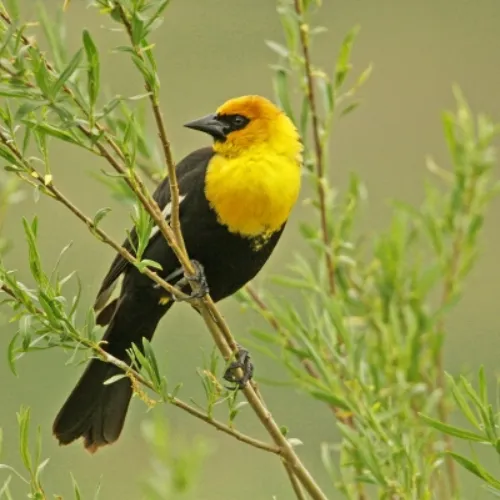 yellow-headed-blackbird-500x500.webp